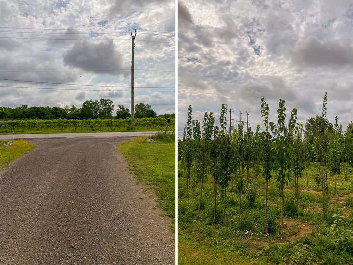 I took an Uber from Niagara Falls to reach the remote location. The car dropped me off at the beginning of a long driveway surrounded by a vineyard.