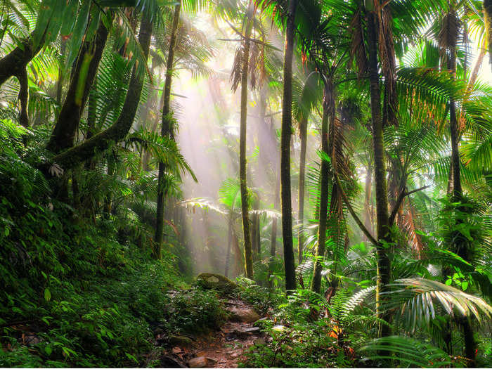 Take a day trip to El Yunque National Forest.