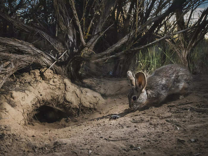 A beetle and a rabbit having a sniff by Morgan Heim