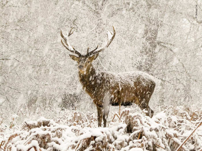 The snow stag by Joshua Cox