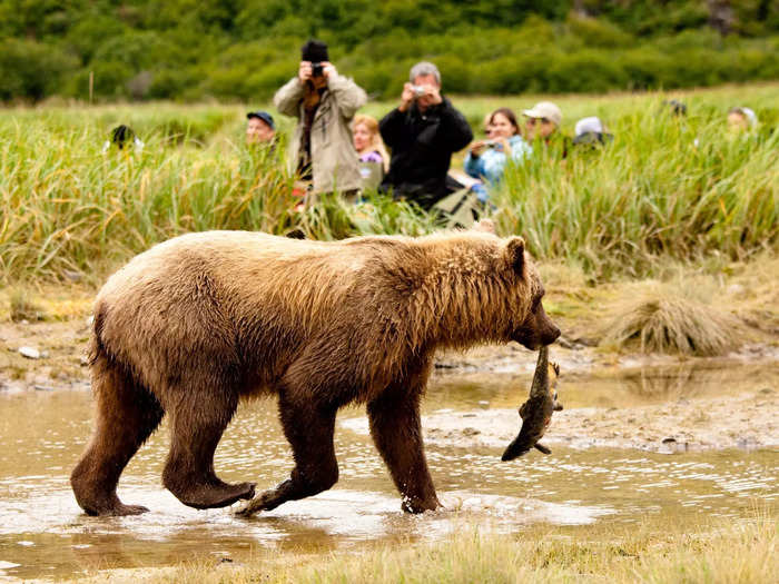 Inevitably, some tourists mess with the wildlife — and pay dearly