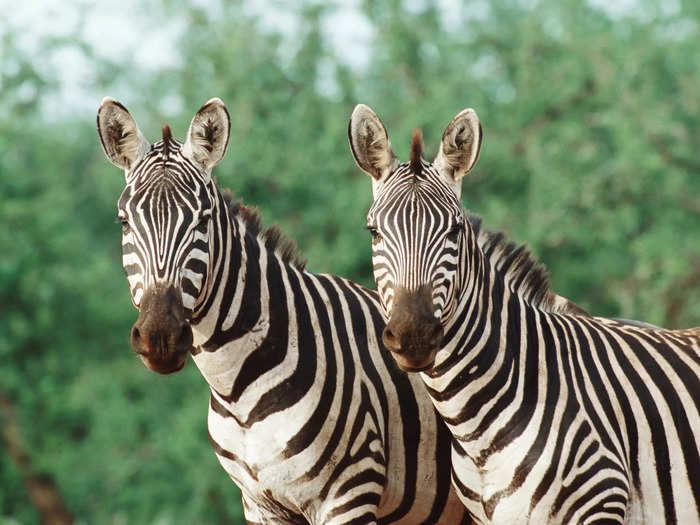 A zeal of zebras