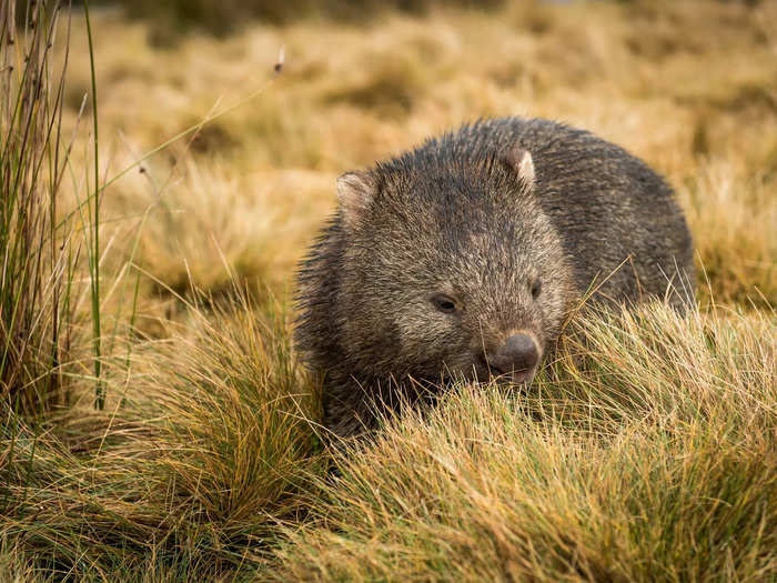 A wisdom of wombats