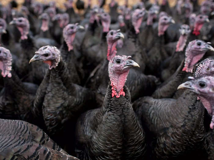 A rafter, gang, or posse of turkeys