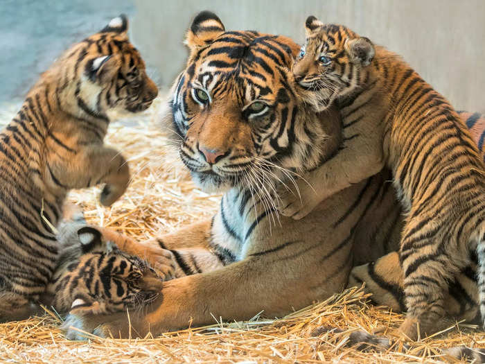 An ambush or streak of tigers