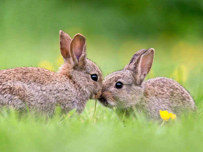 A colony or warren of rabbits