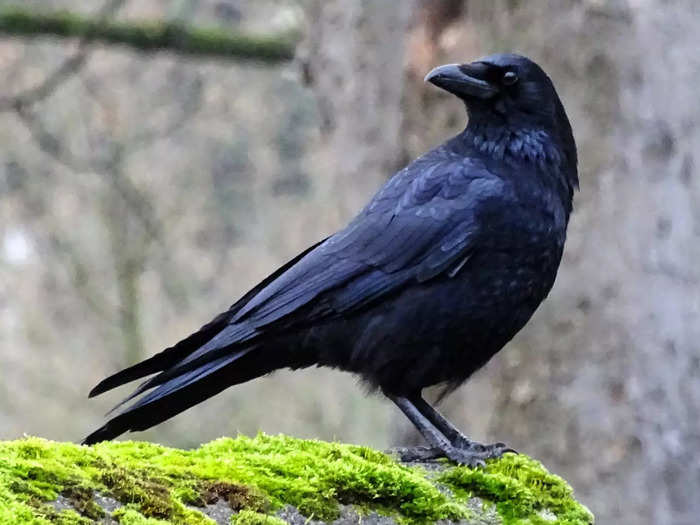 An unkindness of ravens