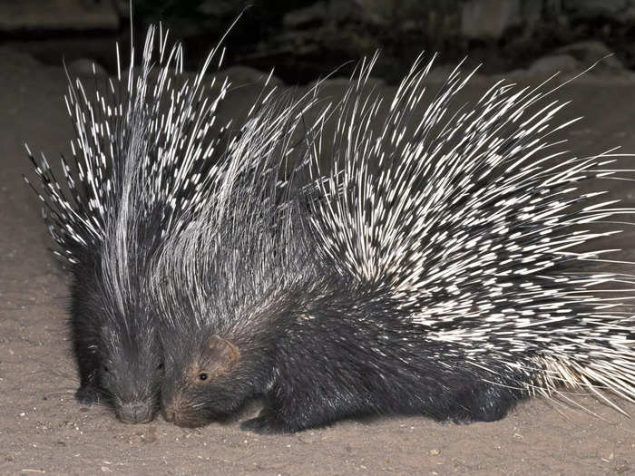  A prickle of porcupines 