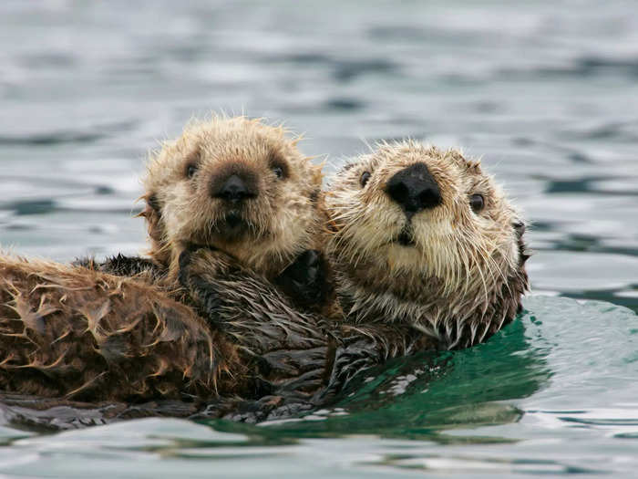 A romp, a family, or a raft of otters