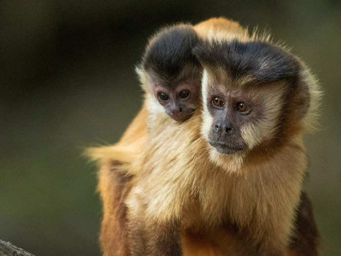 A troop or barrel of monkeys