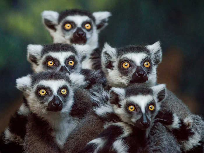 A conspiracy of lemurs