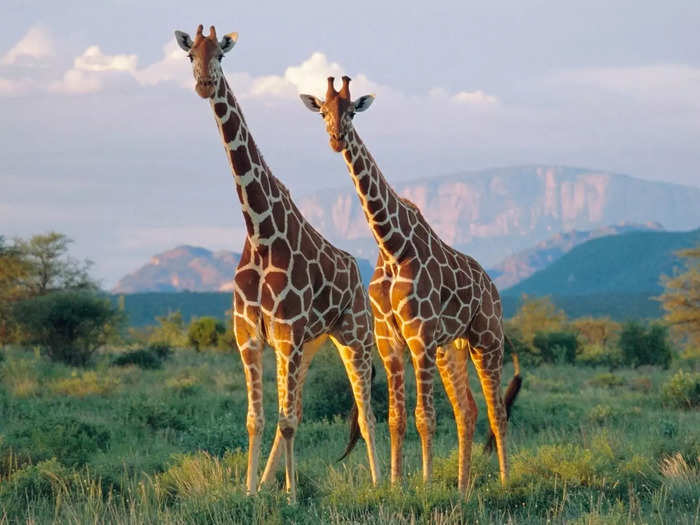 A tower of giraffes