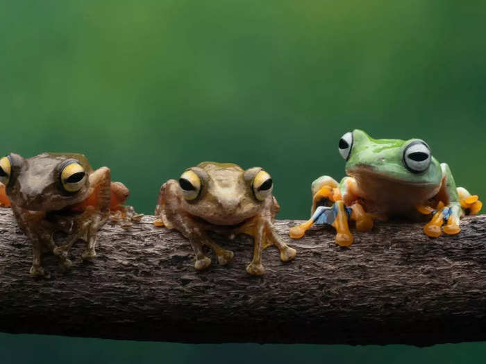 An army of frogs