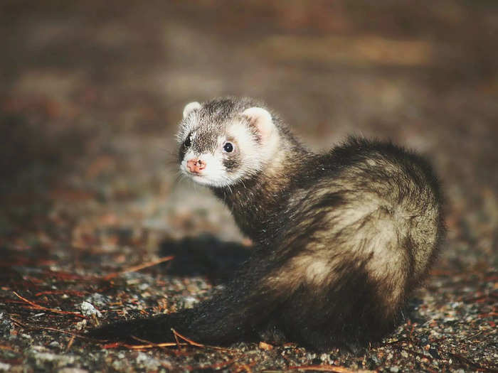 A business of ferrets