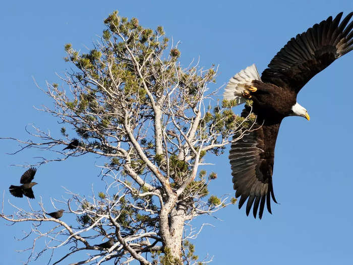 A convocation of eagles