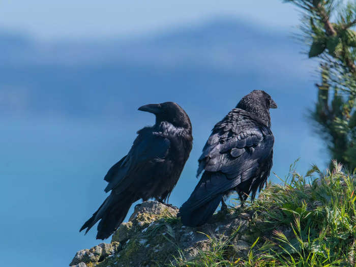 A murder of crows