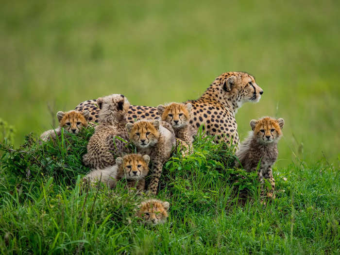 A coalition of cheetahs