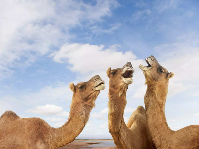 A caravan of camels