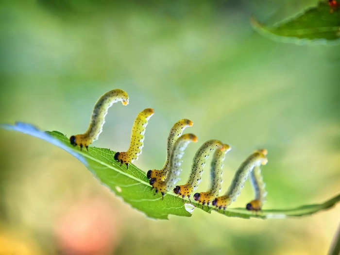 An army of caterpillars