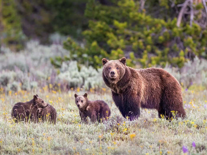 A sloth or sleuth of bears