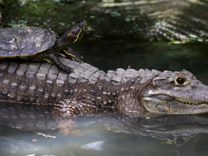 A congregation of alligators