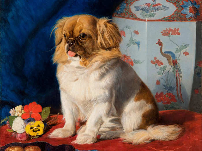 Looty, a Pekingese puppy