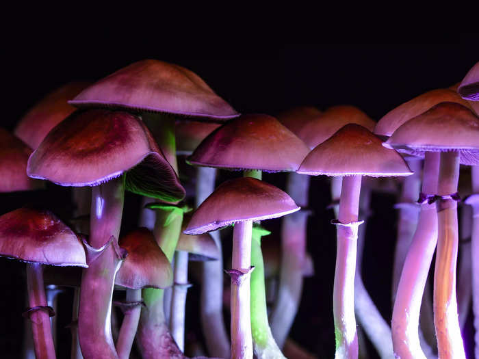 Psilocybin mushrooms are no longer reserved for experimental hippies, parties, and warm summer afternoons. Now, if you have the money, they