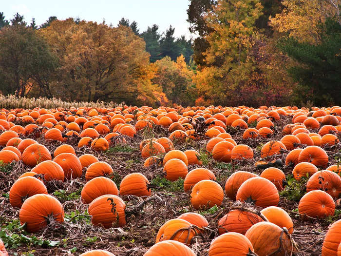 There are pumpkin patches to visit.