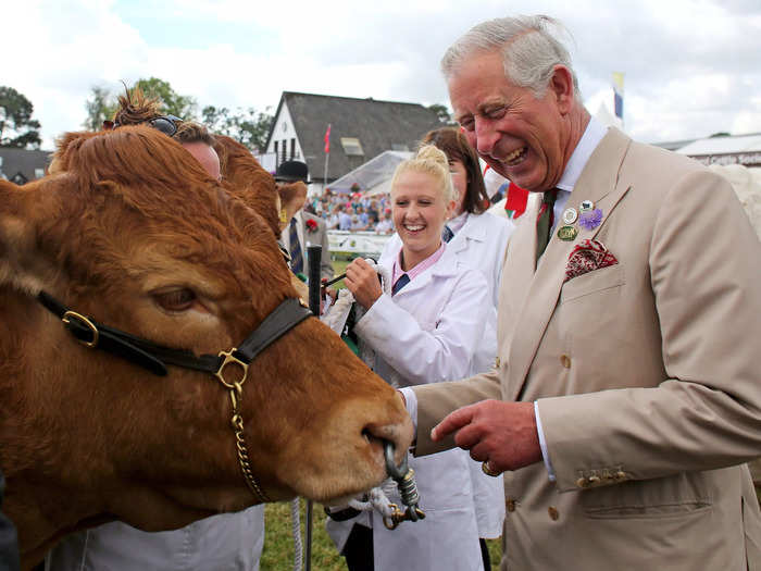 His face lit up while meeting a cow in Wales in 2013.