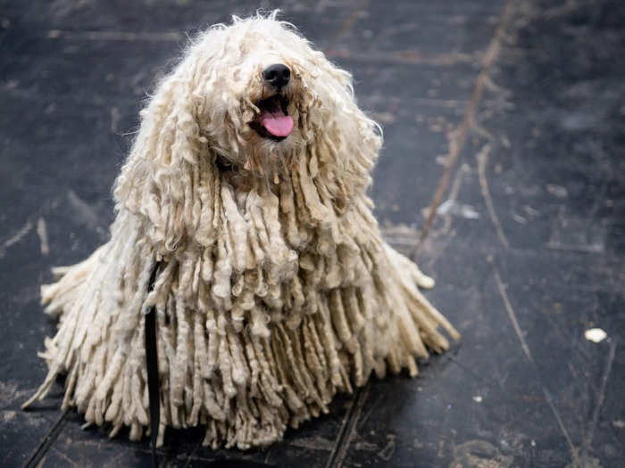In March 2011, Chan and Zuckerberg adopted a dog, a Puli they named Beast. That same month, the couple finally made their relationship Facebook official.