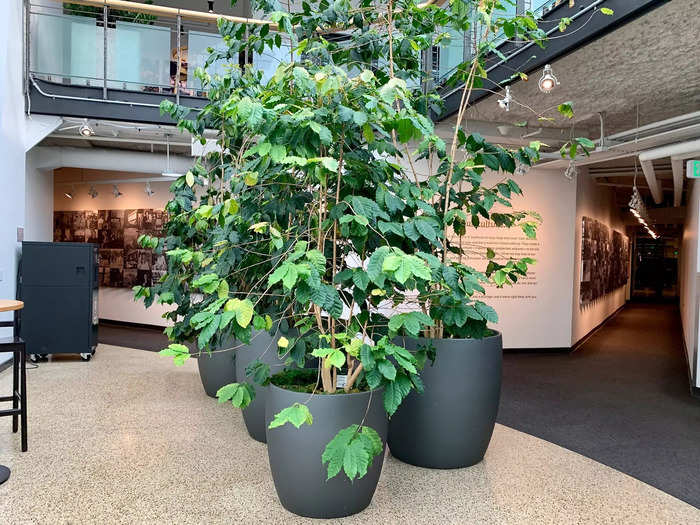 There are living coffee trees in the middle of the atrium.