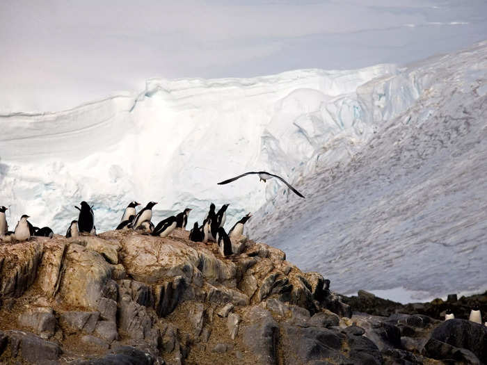 Hilton, a conservation biologist, will be responsible for counting the gentoo penguins on the island. (Port Lockroy is aptly nicknamed the "Penguin Post Office.")