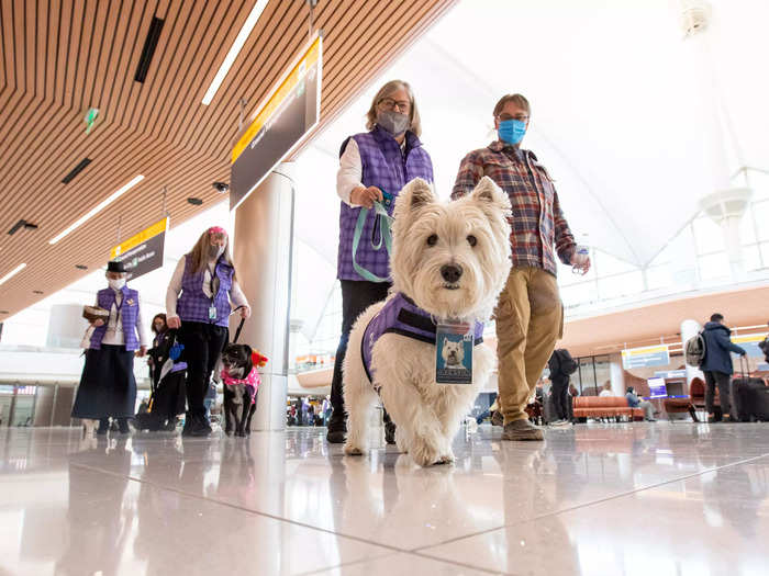 Grahn says they begin in the main terminal, and then tend to travel to a gate that has a delayed flight.