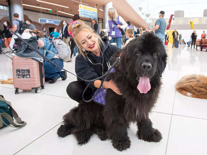 There are also prize show dogs, including dalmatians and newfoundlands.