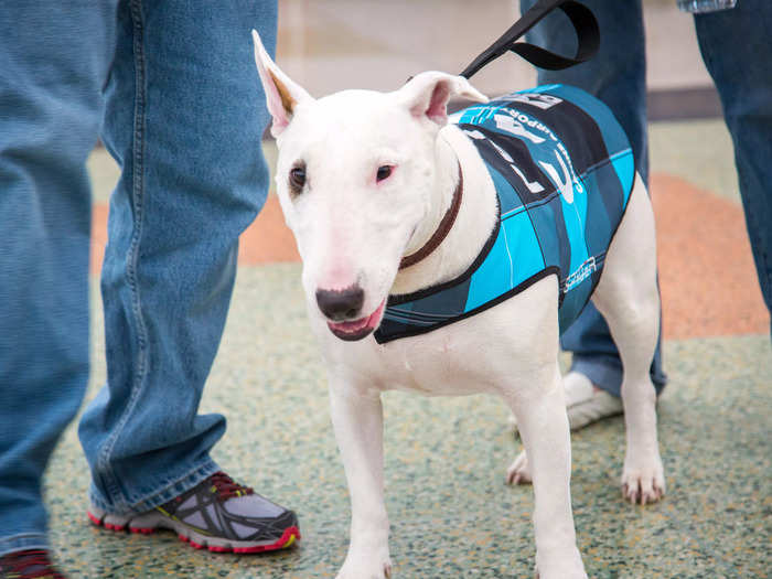 The dogs include lots of recovered rescue animals who came from a background of abuse and malnutrition, but had been coaxed back to health before joining the program.