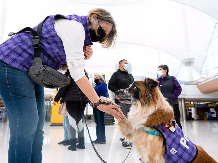 The 85 teams, each consisting of a therapy dog and its owner, roam the airport in two-hour blocks.