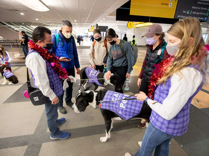 The Canine Airport Therapy Squad, counterintuitively named CATS, took the throne for the biggest programme from LAX Airport this year.