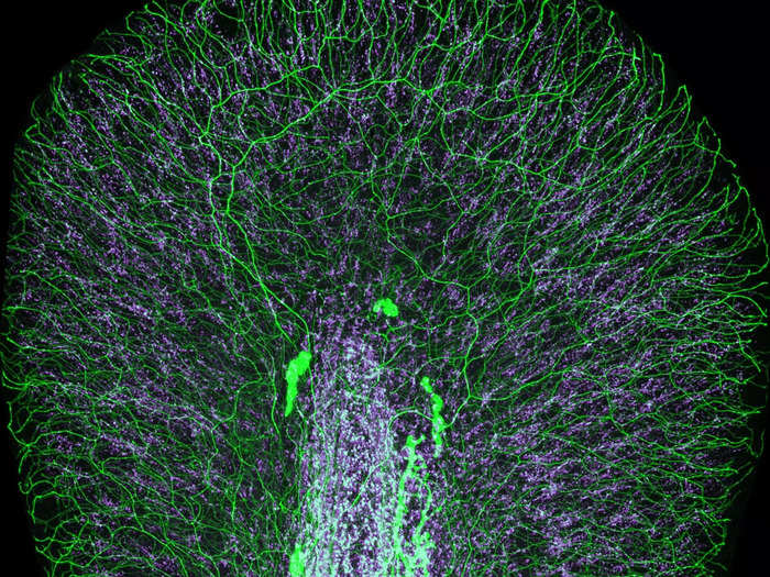 17. A zebrafish larva