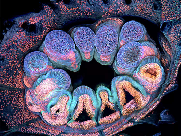 12. A single polyp of coral, about 1 millimeter wide, giving off fluorescence.