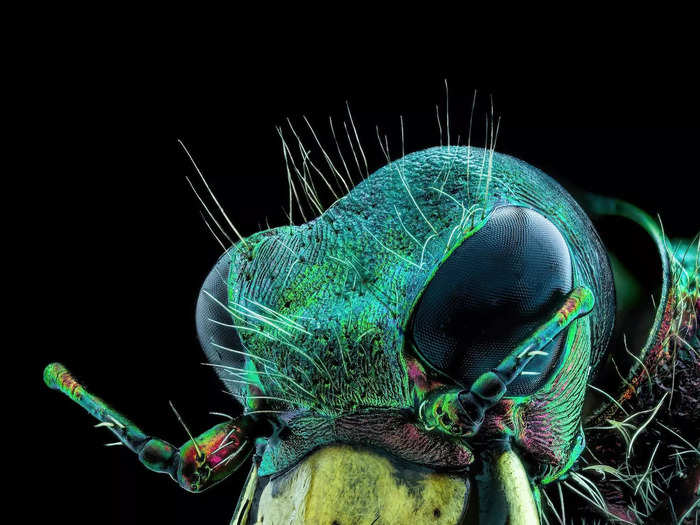 10. A fly under the chin of a tiger beetle.