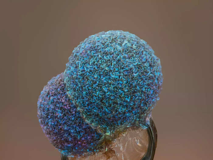 5. Slime mold is a common microscopy subject, since it grows in eerie formations of colorful bulbs.