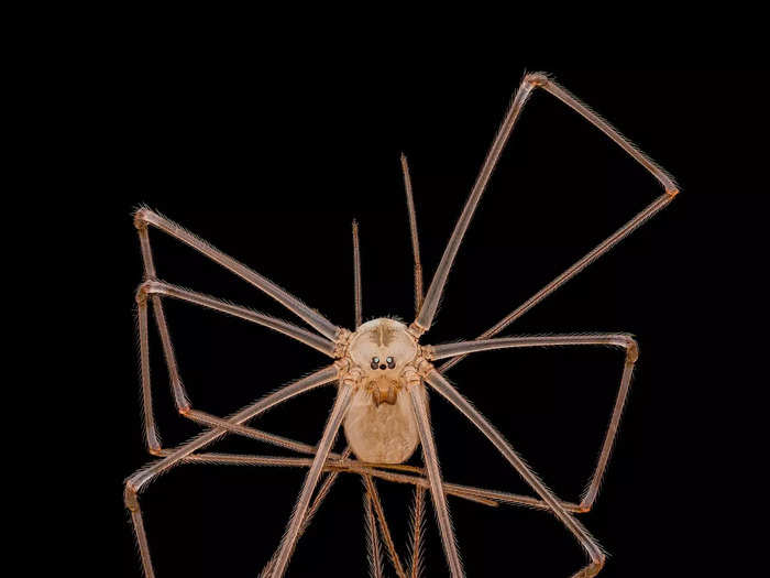 A portrait of a daddy longlegs spider snagged fourth place.