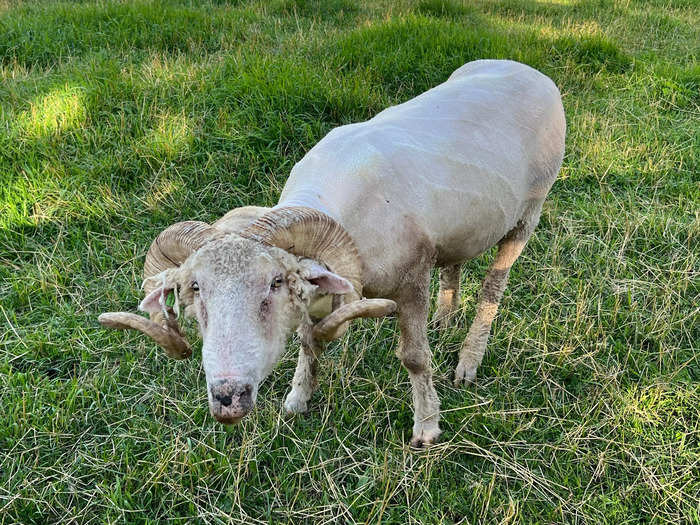 My favorite was the ram, with his stately curled horns, just chilling and eating grass.