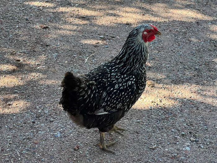 A handful of chickens were clucking about.