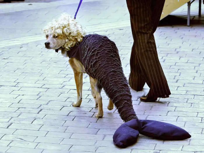 Miserable pets forced to wear costumes.