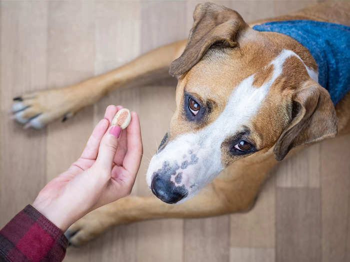 If a dog refuses to accept treats from you, they may not like you very much.