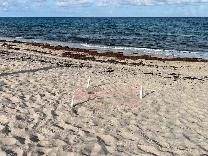 Often, I see tourists disrupting sea turtle nests, which risks damaging them.