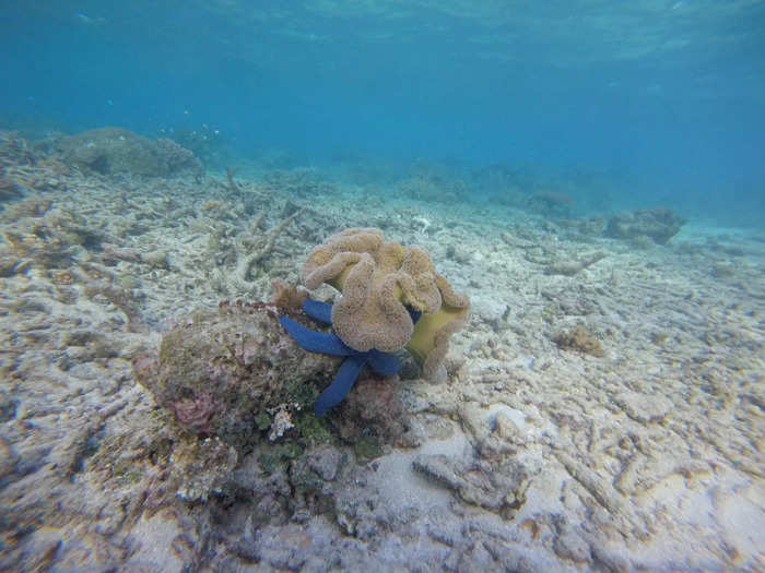 I also appreciated that the Rum Runner docked away from other boats. With just a dozen of us diving, it felt like we had the entire reef to explore by ourselves.