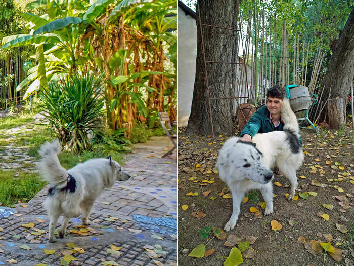 On my way in and out of the Airbnb, I made friends with a big, fluffy, spotted dog who also lived on the property. I