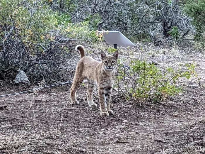 A bobcat was caught on camera sniffing around this Starlink dish at a campsite in Colorado.